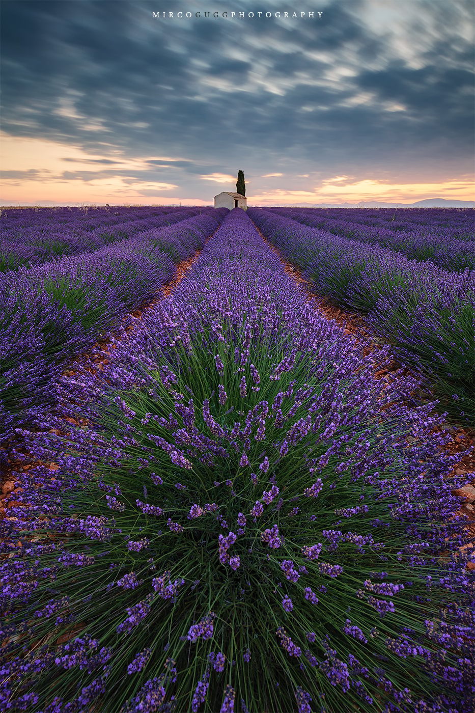 Lavender Fields Valensole, France