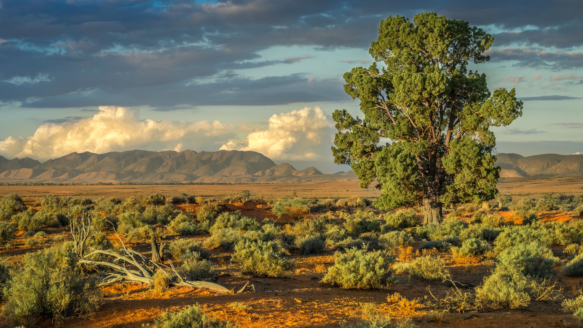 Lone Callitris (native pine), Australia