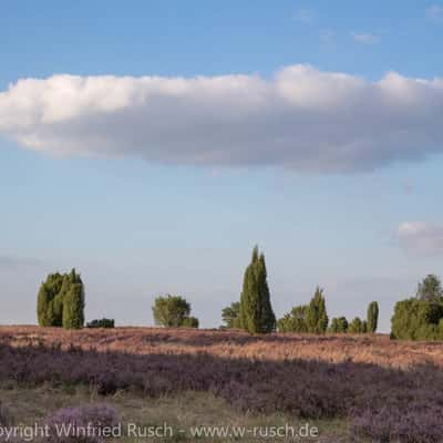 Lüneburger Heide, Germany