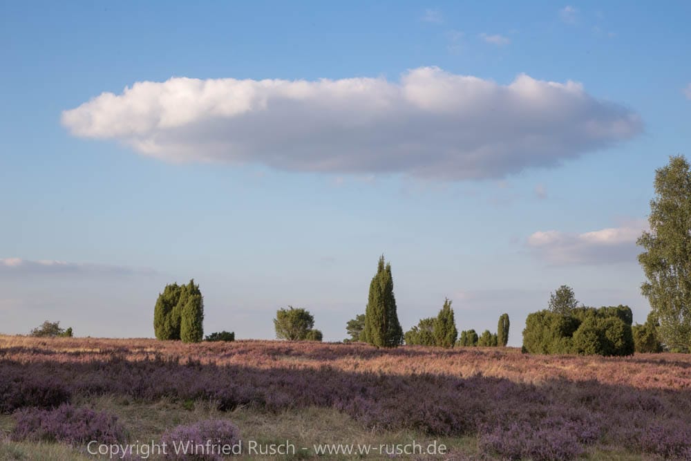 Lüneburger Heide, Germany