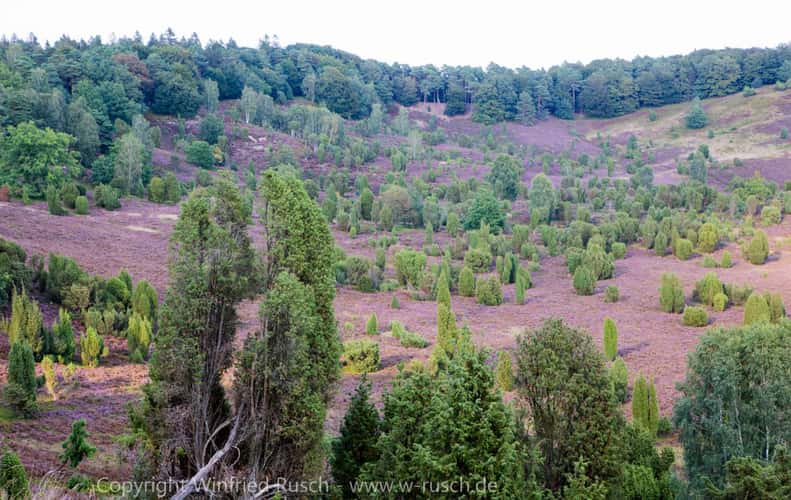 „Totengrund“, Lüneburger Heide