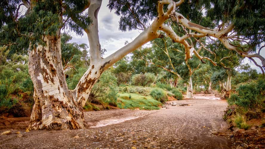 Warrioota Creek at Beltana