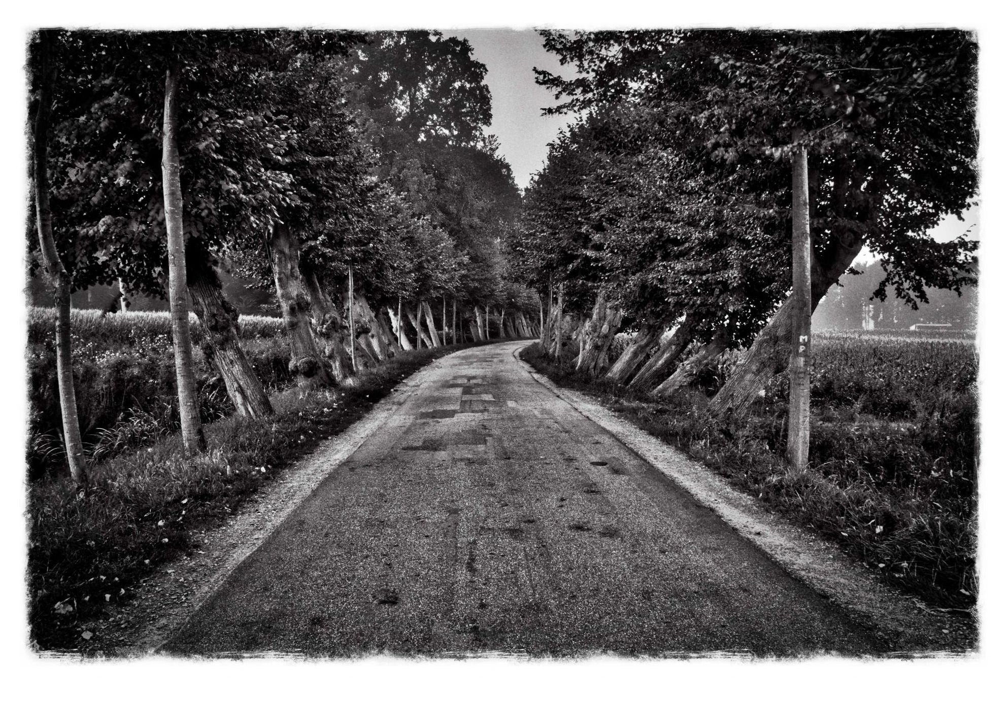 Allee im Campemoor, Germany