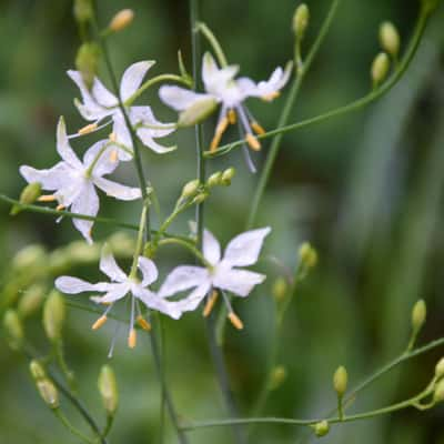 Anthericum flowers near Grindelwald, Switzerland