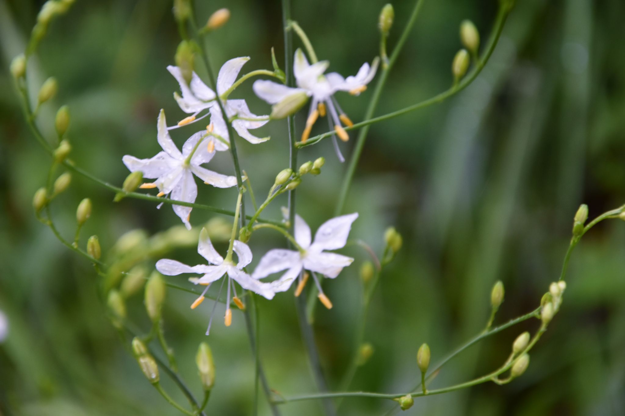 Anthericum flowers near Grindelwald, Switzerland