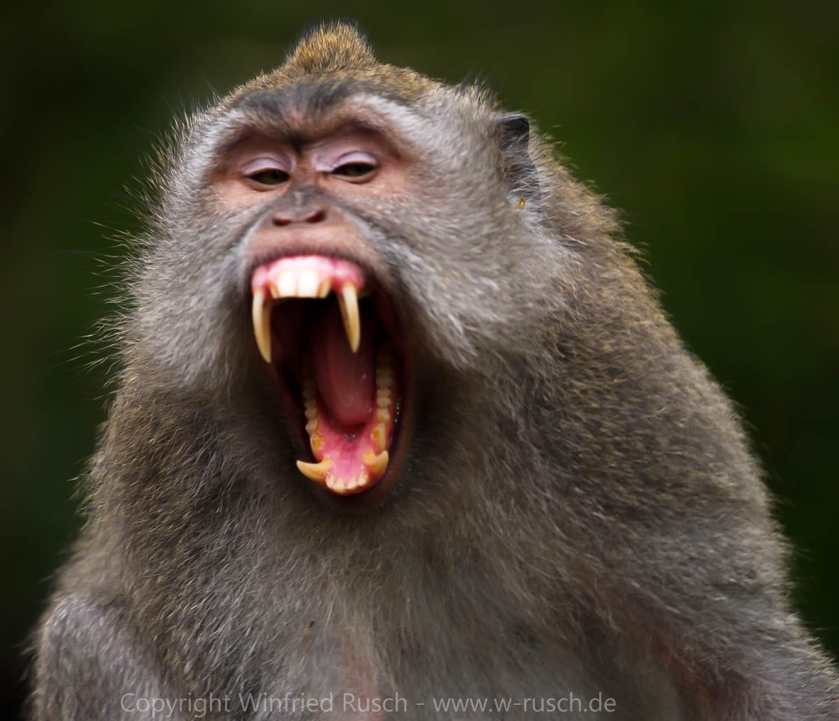 Monkey Forest in Ubud, Indonesia