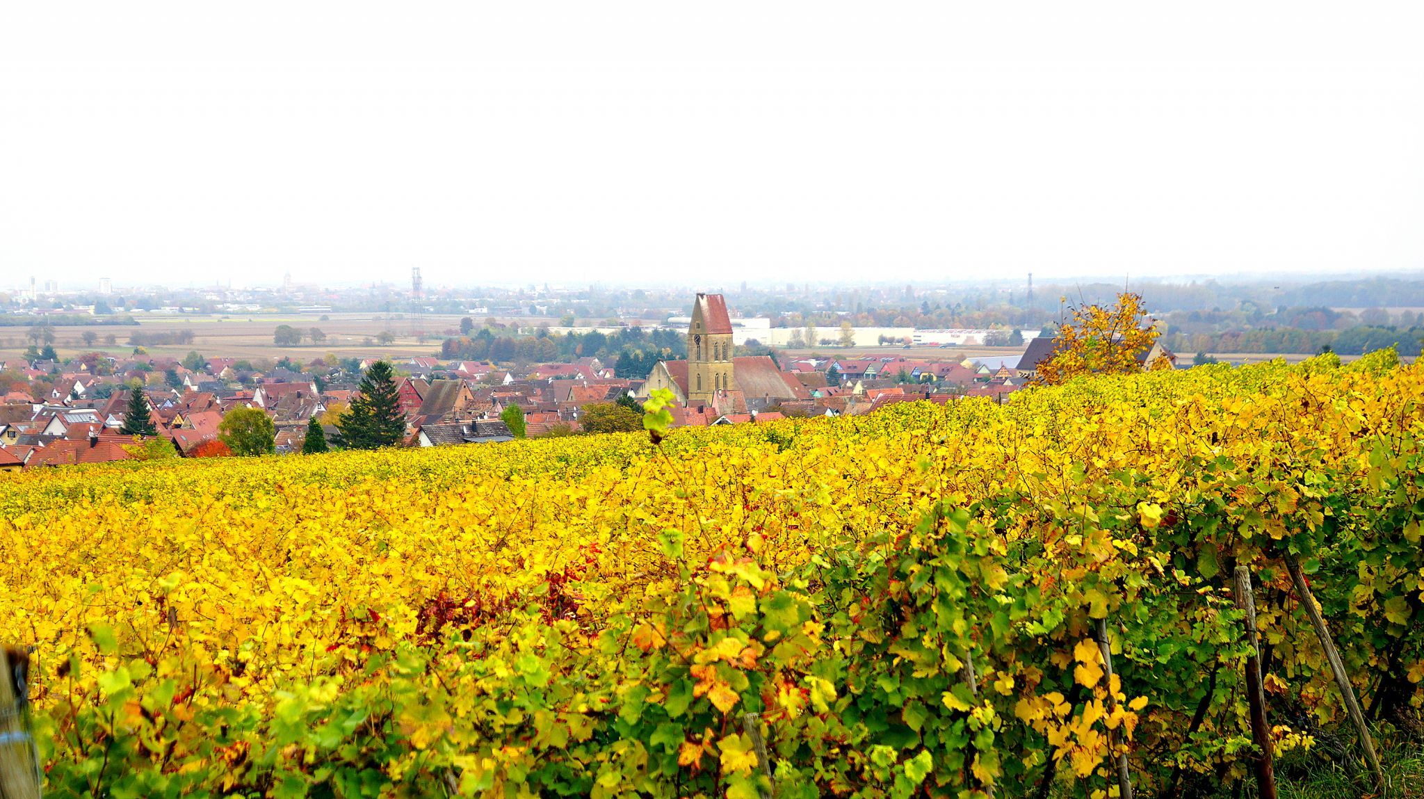 old vinyard road near Husseren, France