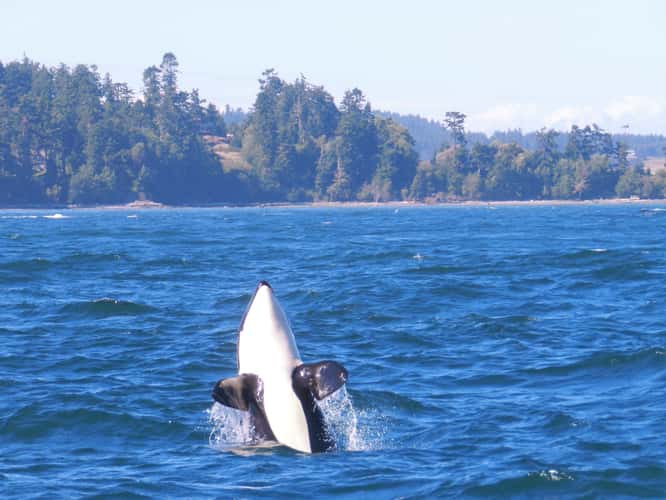 Orca Whales
