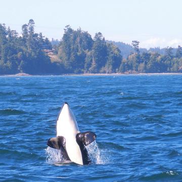 Orca Whales, USA