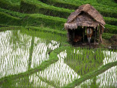 Reisfelder bei Sidemen