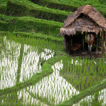 Reisfelder bei Sidemen, Indonesia