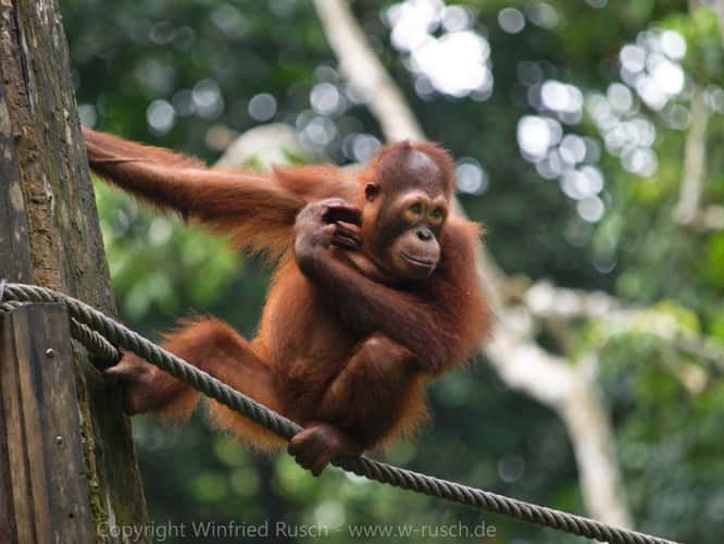 Sepilok Orangutan Rehabilitation Centre