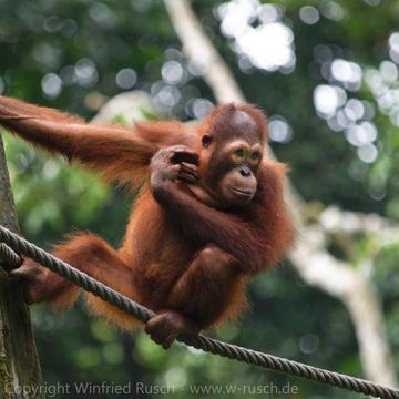 Sepilok Orangutan Rehabilitation Centre, Malaysia