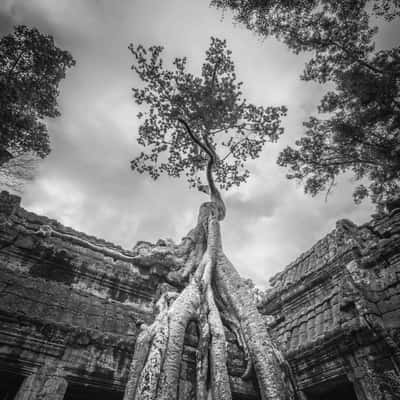 Ta Prohm Temple, Cambodia