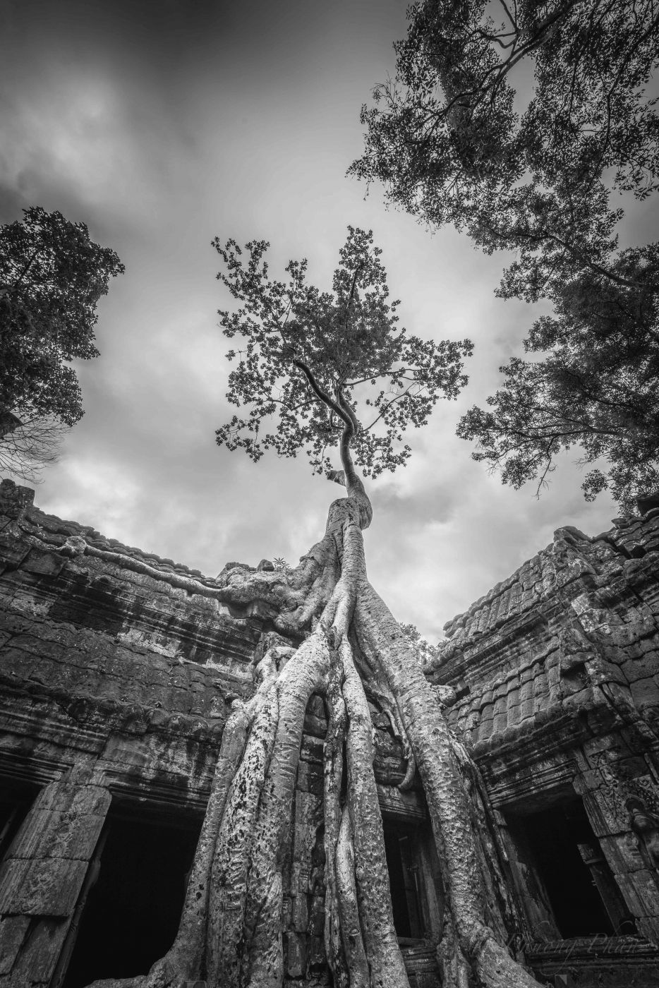 Ta Prohm Temple, Cambodia