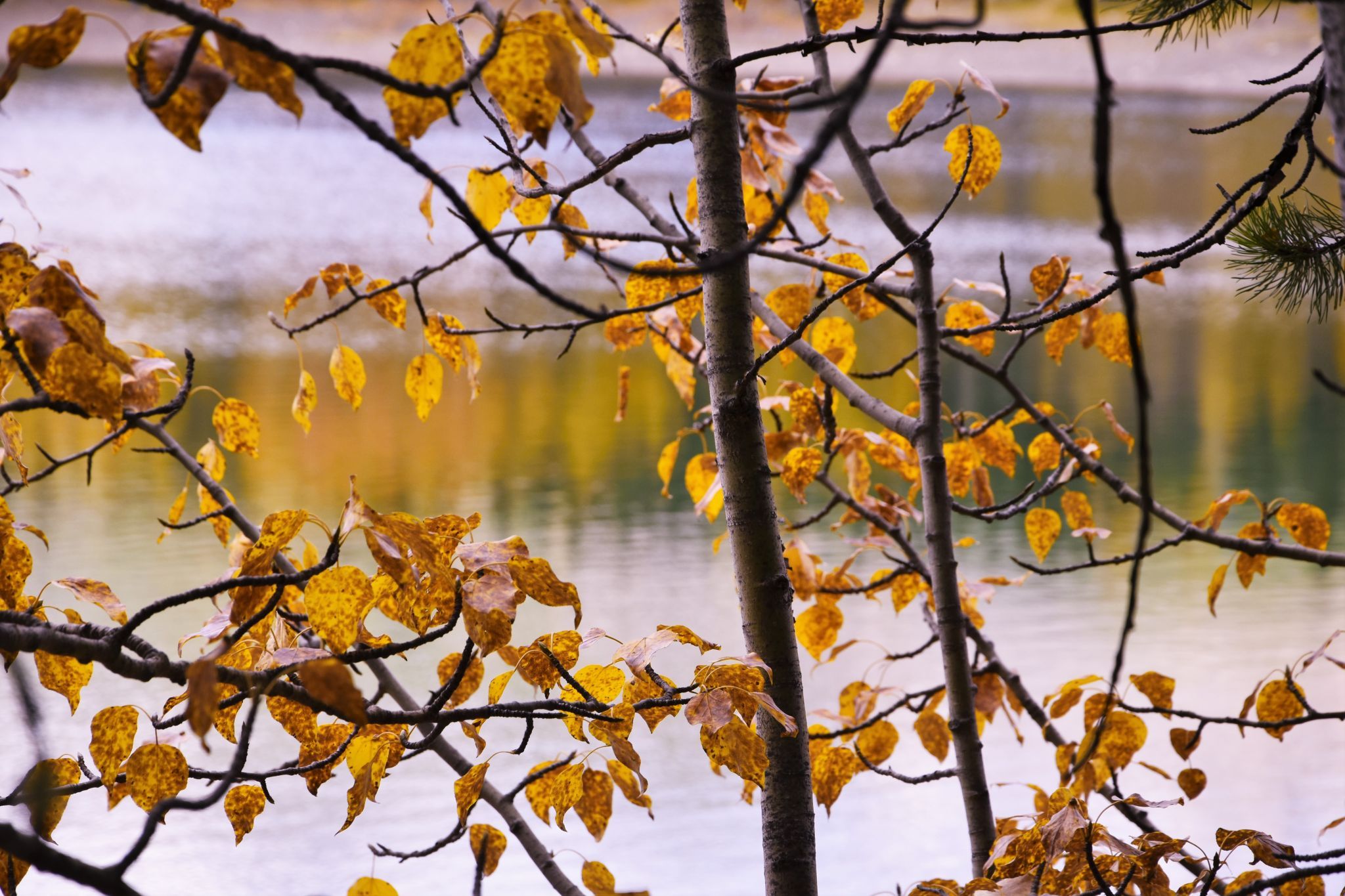 Wedge Pond, Canada