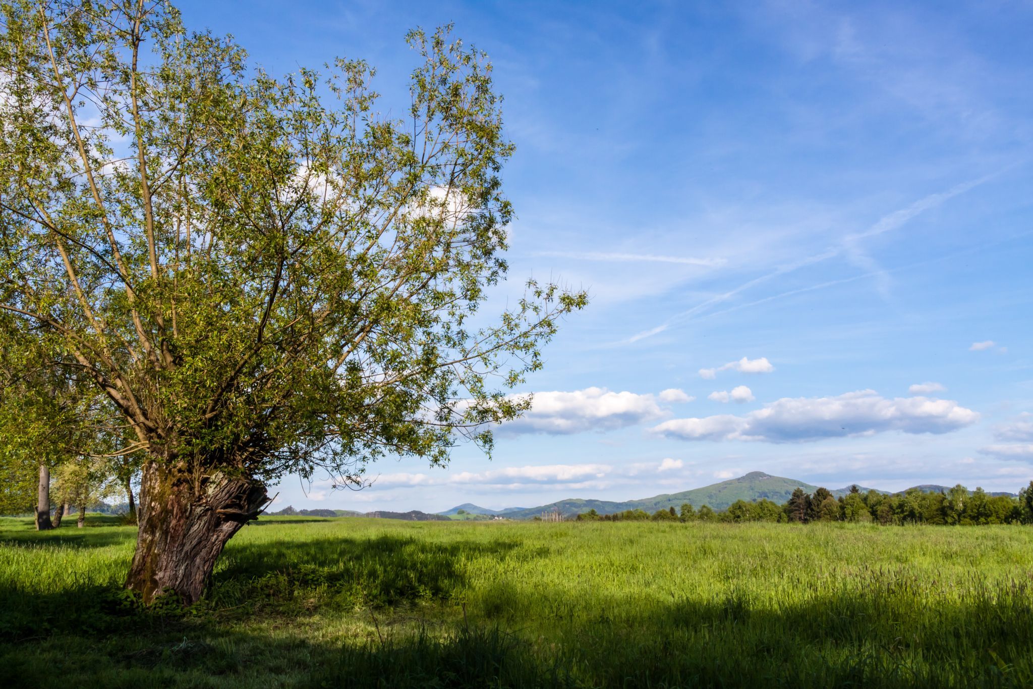 Wiese bei Vysoká Lípa, Czech Republic