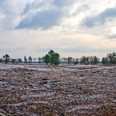 Wietingsmoor im Winter, Germany