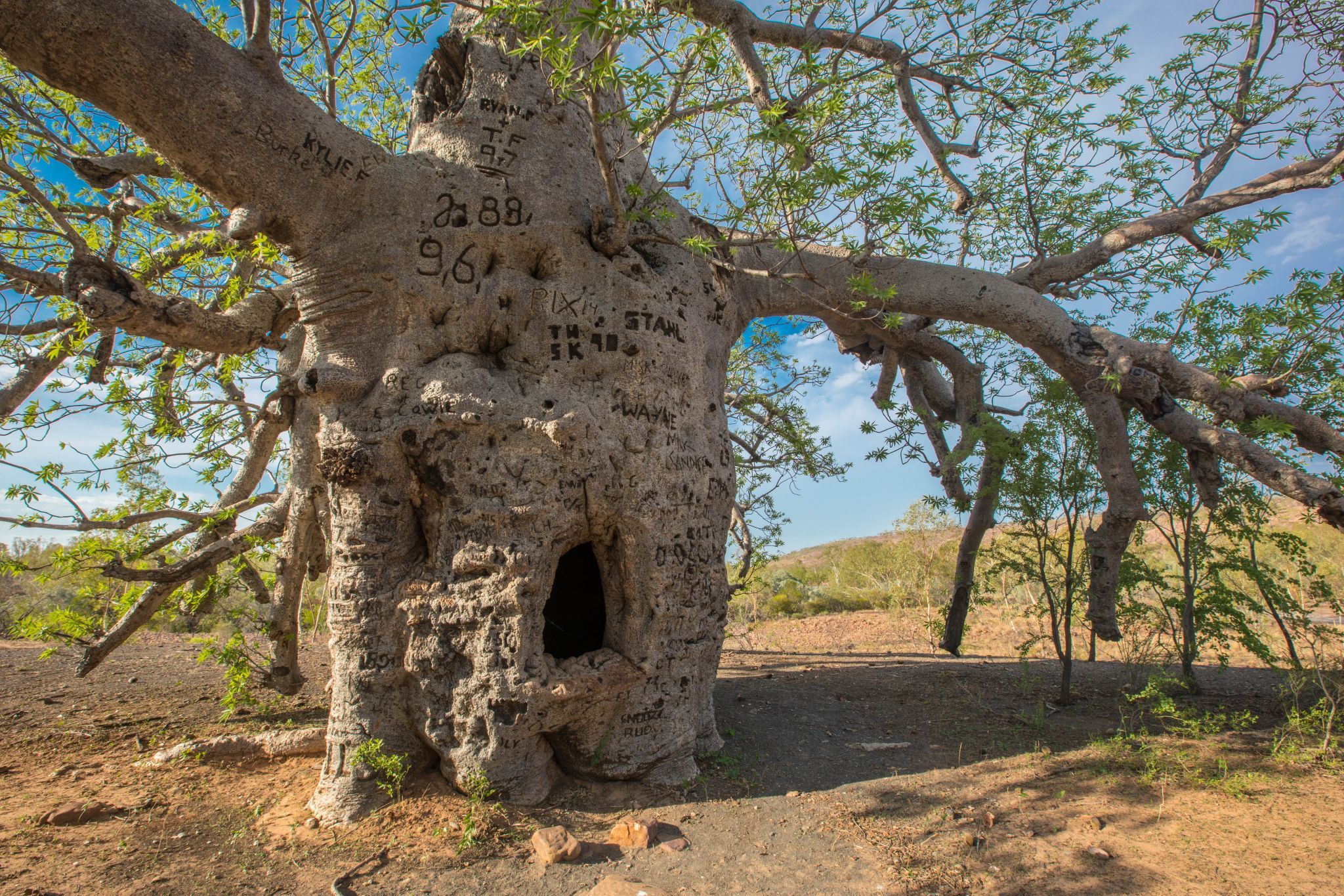 Boab Prison Tree, Wyndham, Australia