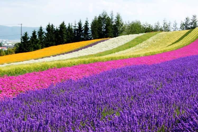Farm Tomita