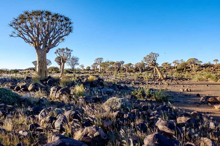 Köcherbaumwald, Quivertree forest