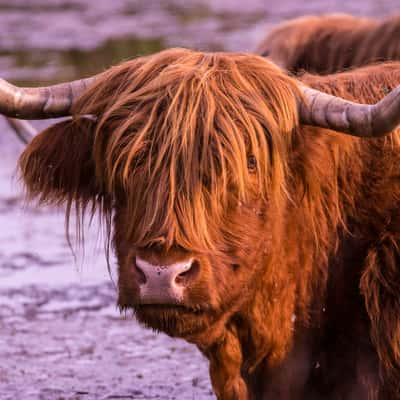 Le Petite Camargue Alsacienne, France