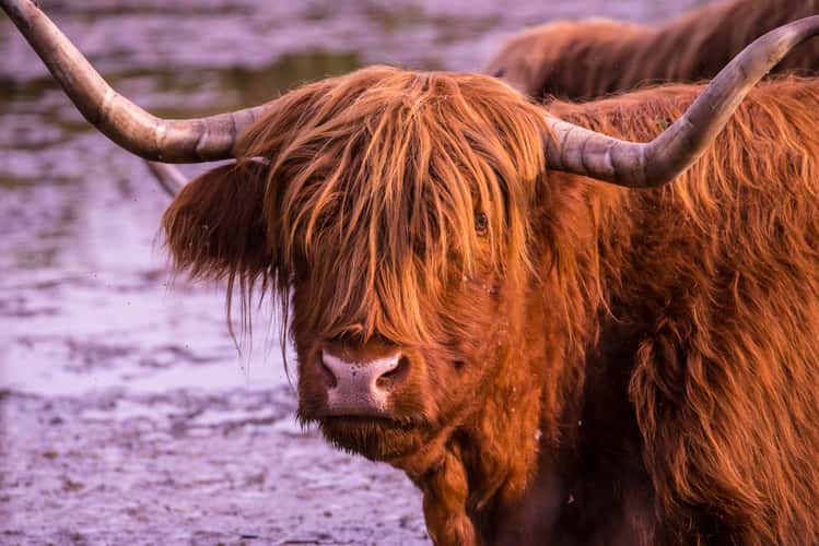 Le Petite Camargue Alsacienne