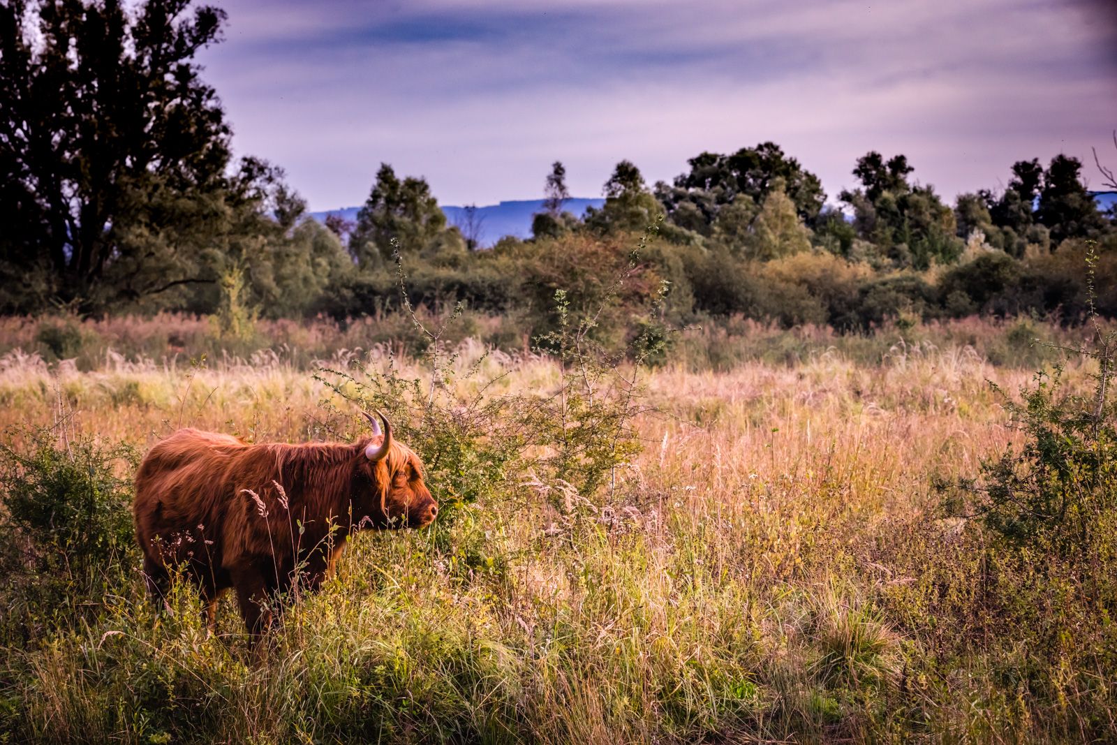 Le Petite Camargue Alsacienne, France