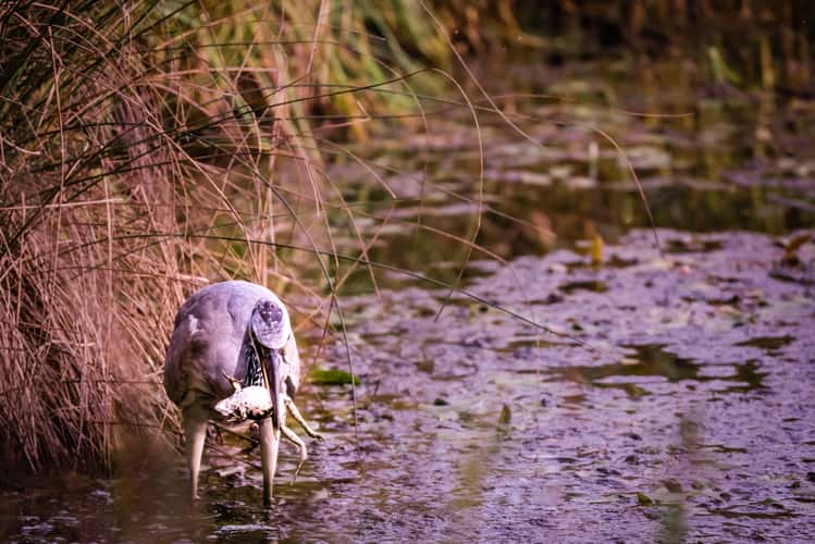 Le Petite Camargue Alsacienne