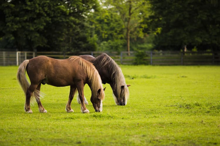 Naturerlebnispark mundenhof