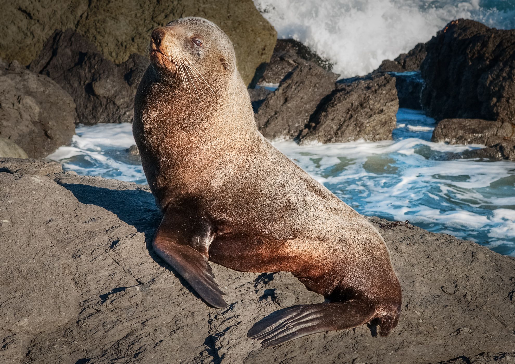 Near Mangatoetoe, North Island, New Zealand