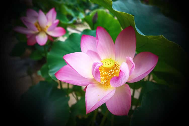 Old summer palace