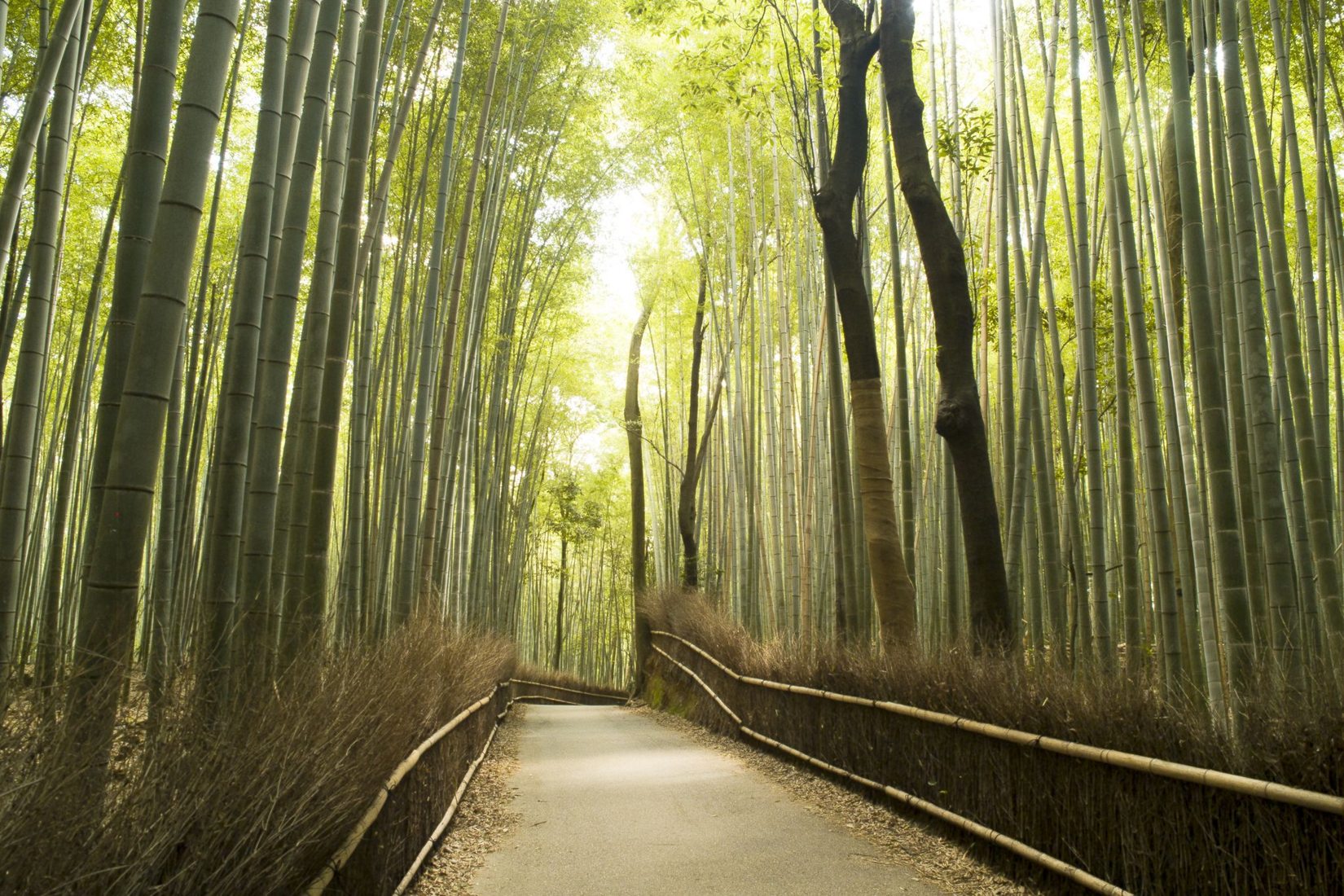 Sagano bamboo forest, Japan