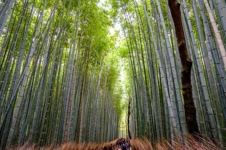 Sagano bamboo forest