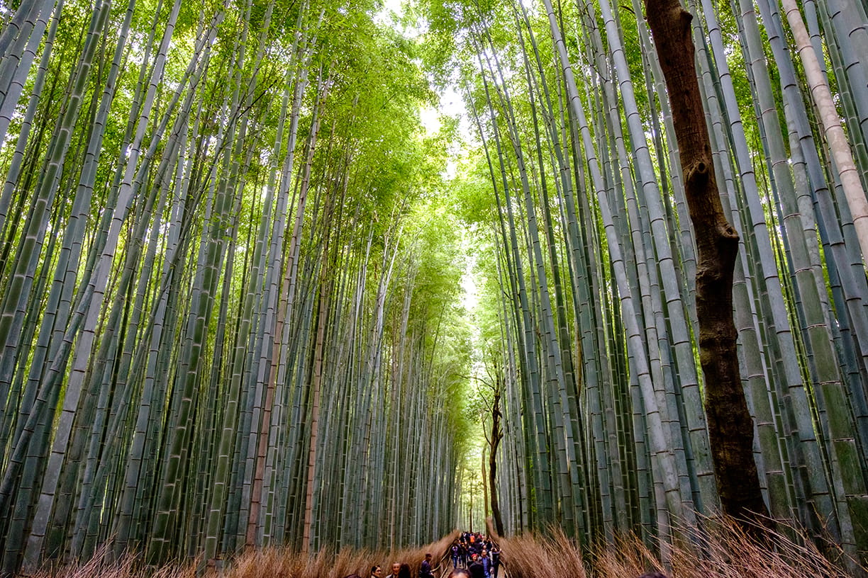 Sagano bamboo forest, Japan