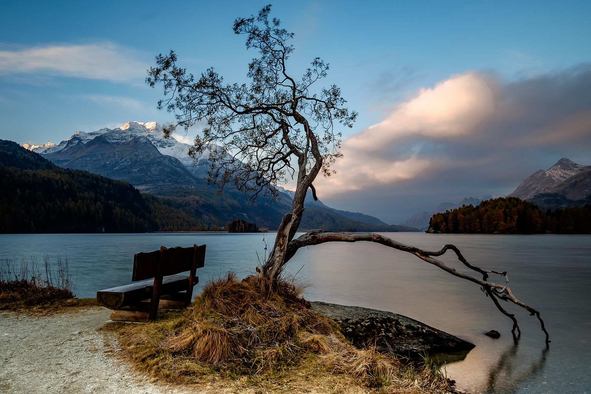Magic tree at Silsersee, Sils Maria, Switzerland