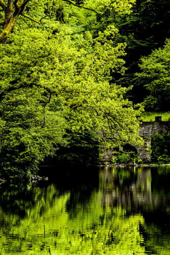 Waldsee, Freiburg im Breisgau
