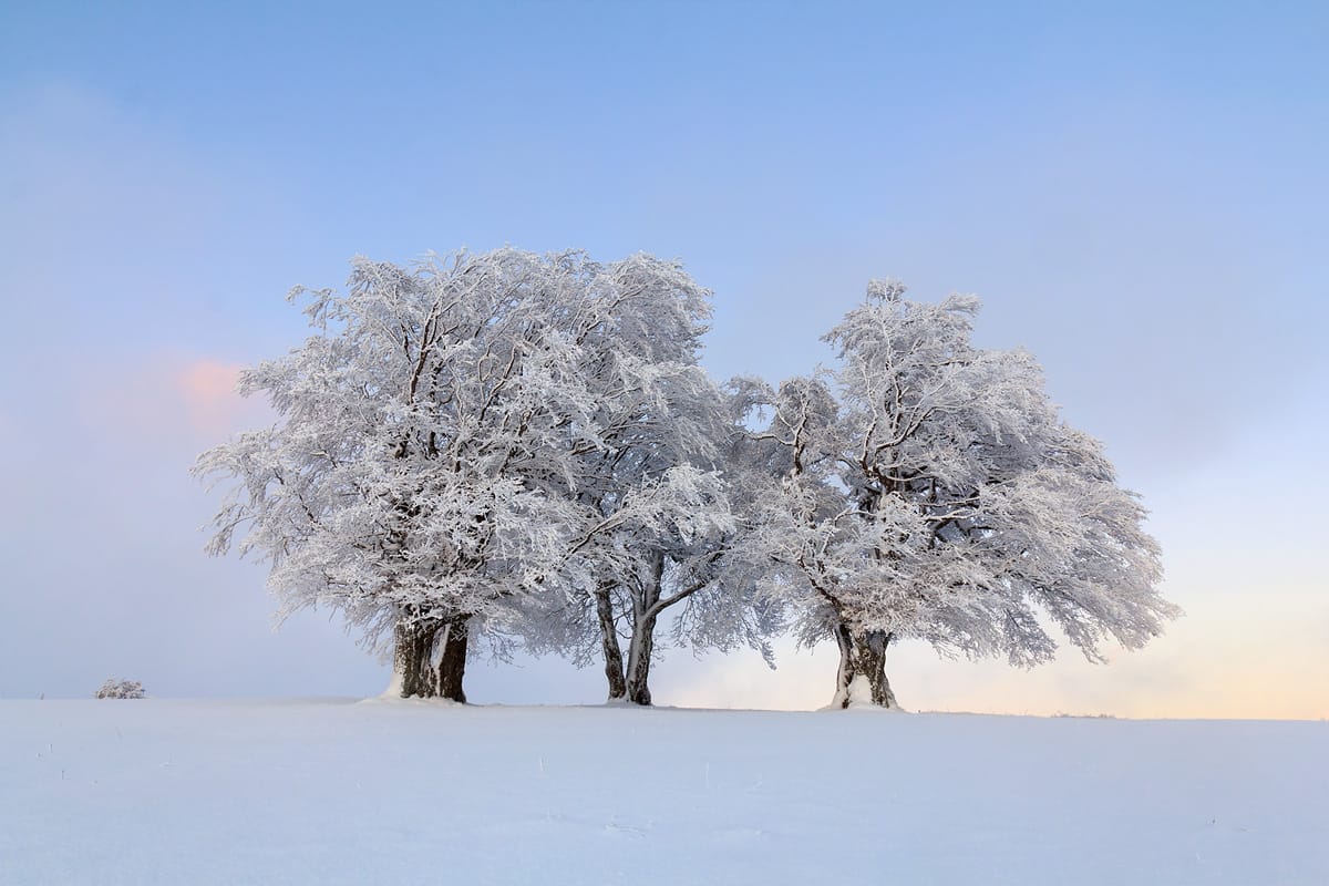Windbeeches at Schauinsland, Germany
