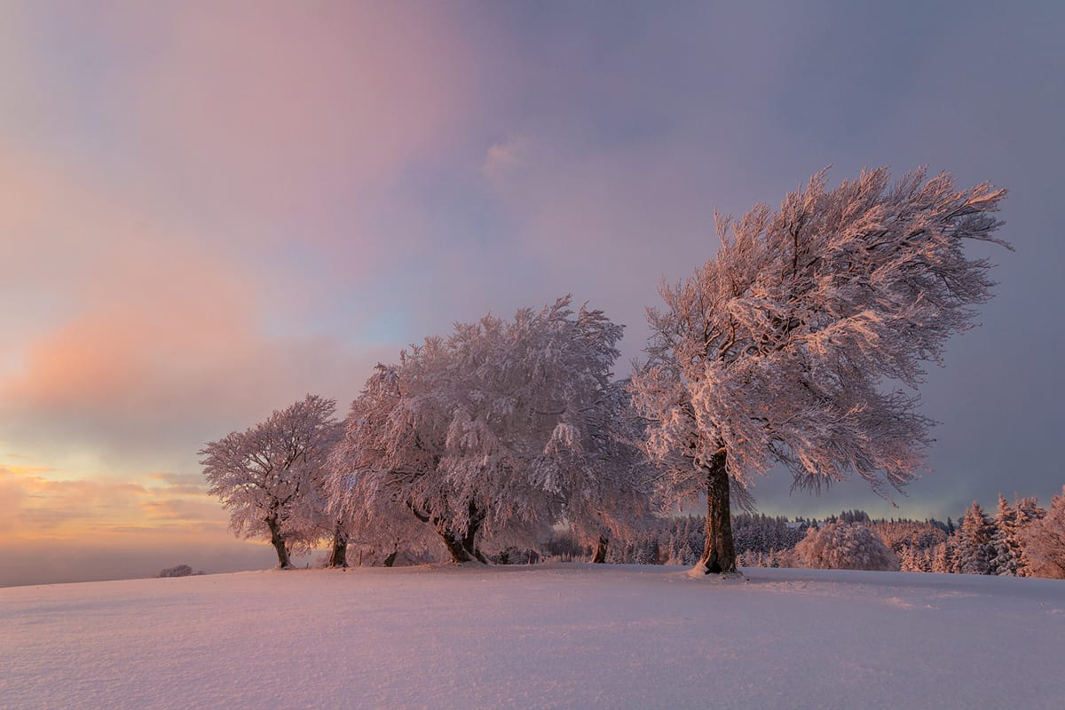 Windbeeches at Schauinsland, Germany
