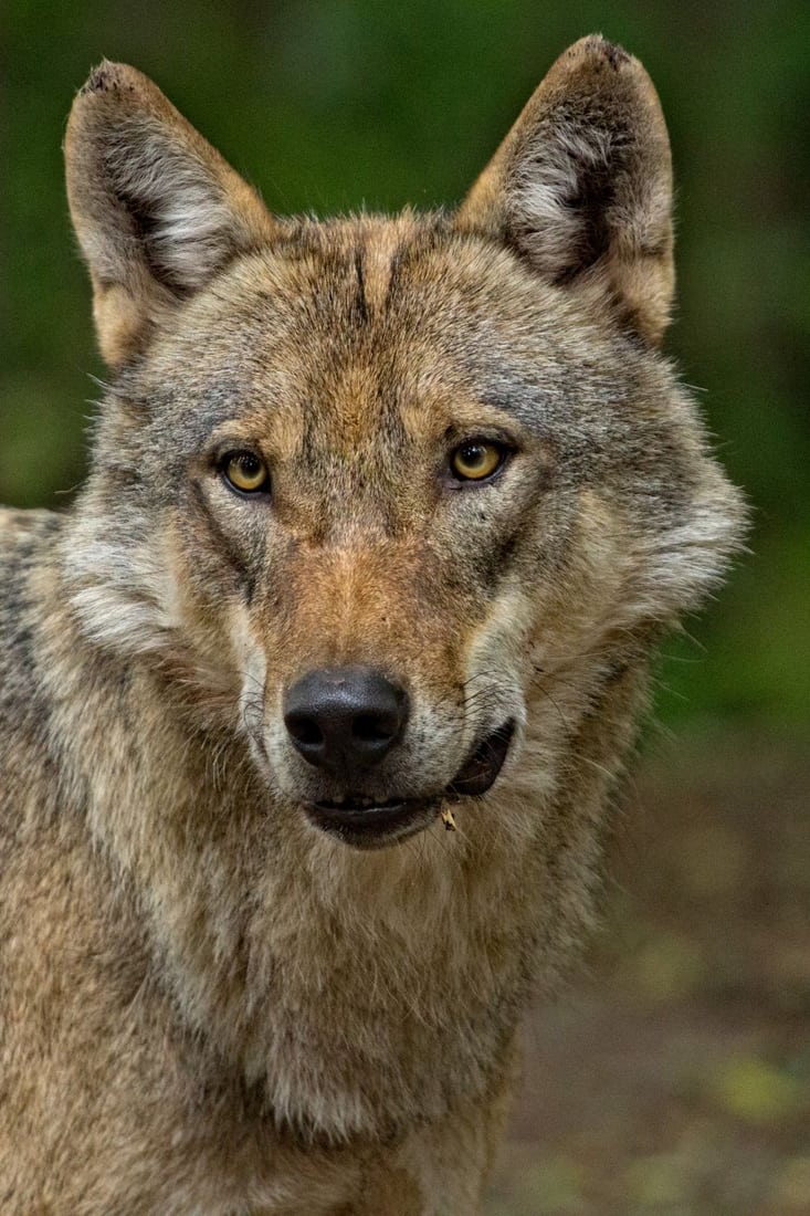 Wolfcenter, Germany