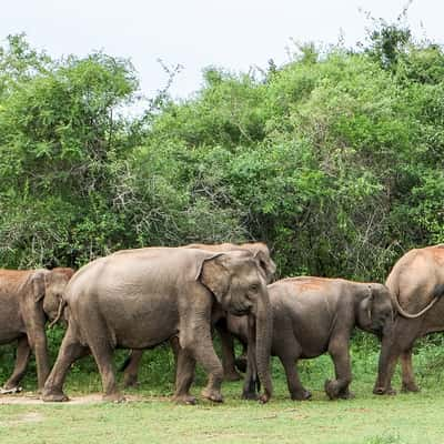 Yala National Park, Sri Lanka