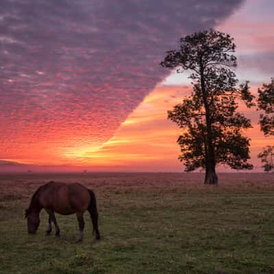 A horse in Lonjsko polje, Croatia