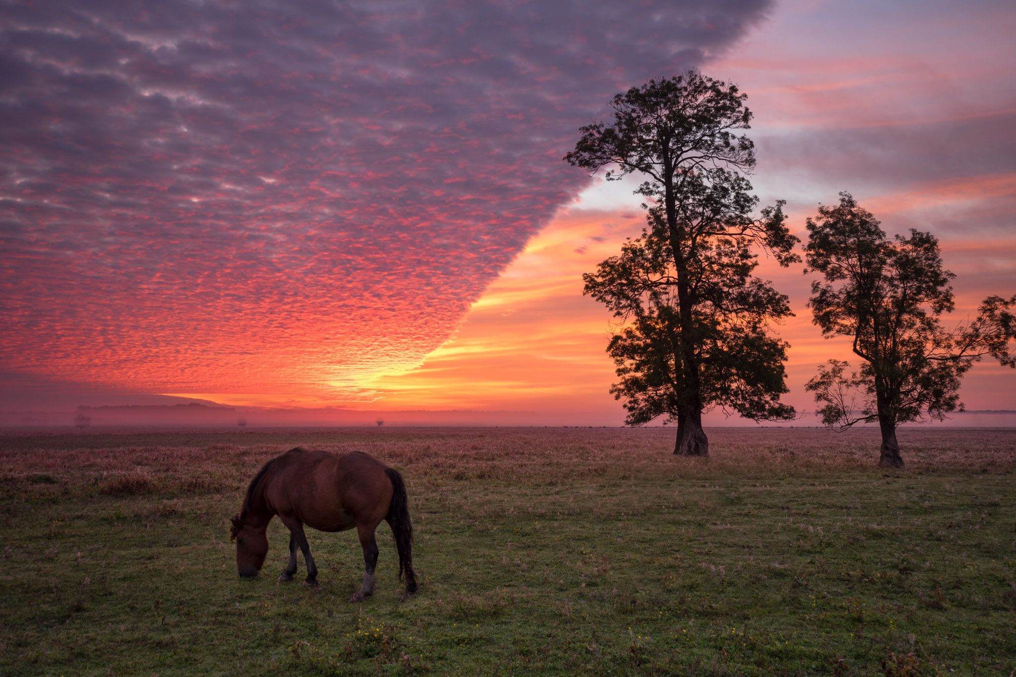 A horse in Lonjsko polje, Croatia
