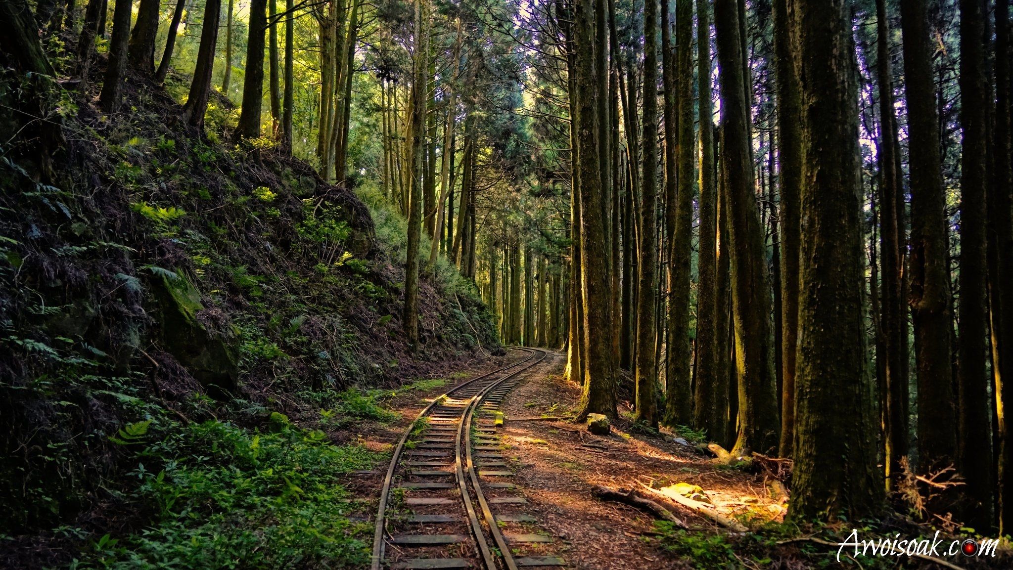 Alishan Forbidden Path, Taiwan