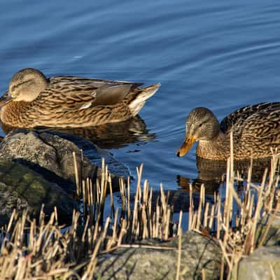 Enten am Steinhuder Meer, Germany