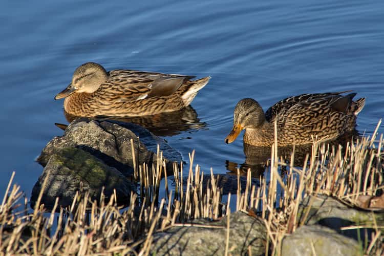 Enten am Steinhuder Meer