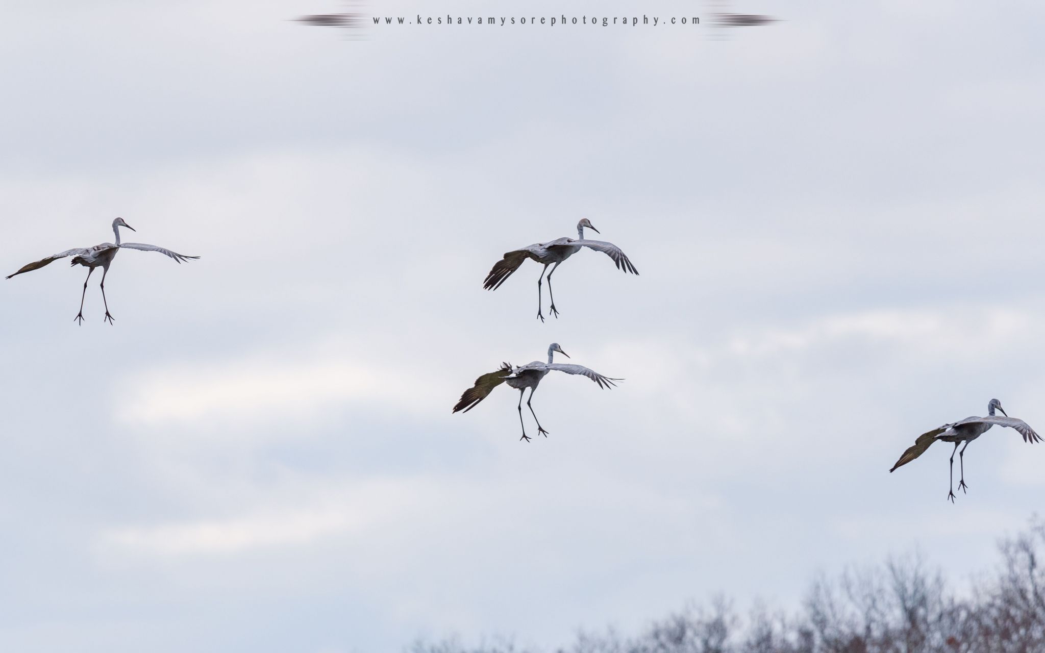 Jasper-Pulaski Sandhill Crane viewing area, USA
