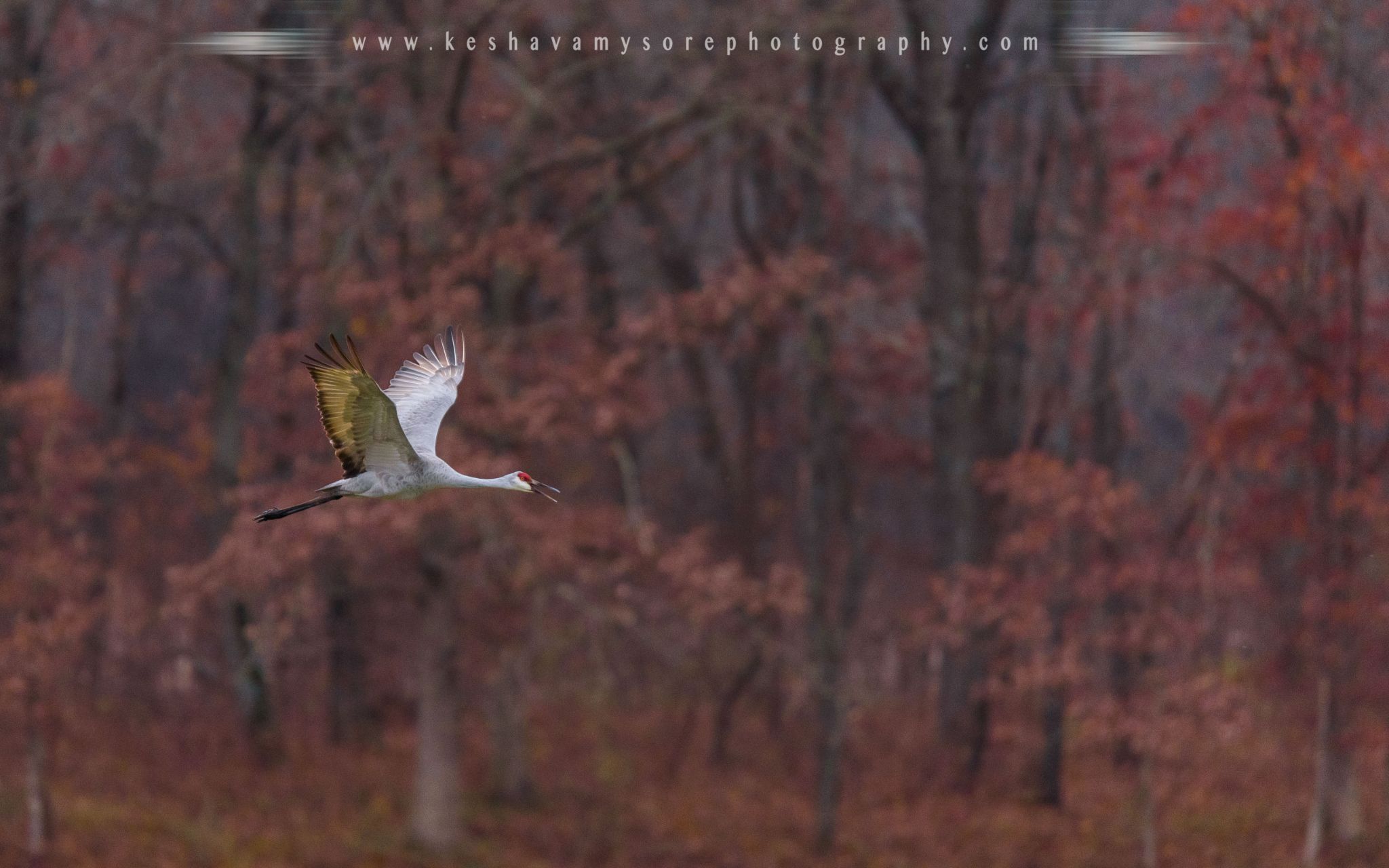 Jasper-Pulaski Sandhill Crane viewing area, USA