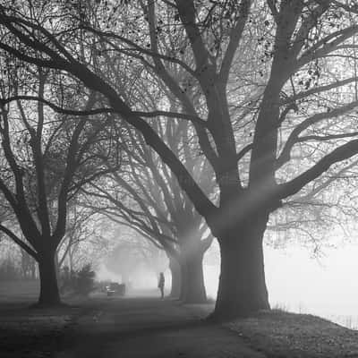 old plane trees, Germany