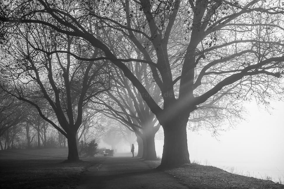 old plane trees, Germany